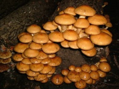 okute_nameko01.jpg