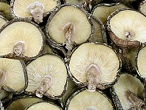 193」原木しいたけ・きのこ種菌 - 菌興椎茸協同組合