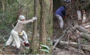 原木しいたけ栽培はじめませんか 菌興椎茸協同組合